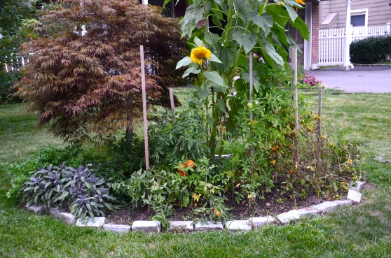 I realize that it looks a little silly for my sunflowers to tower over the Japanese maple tree.